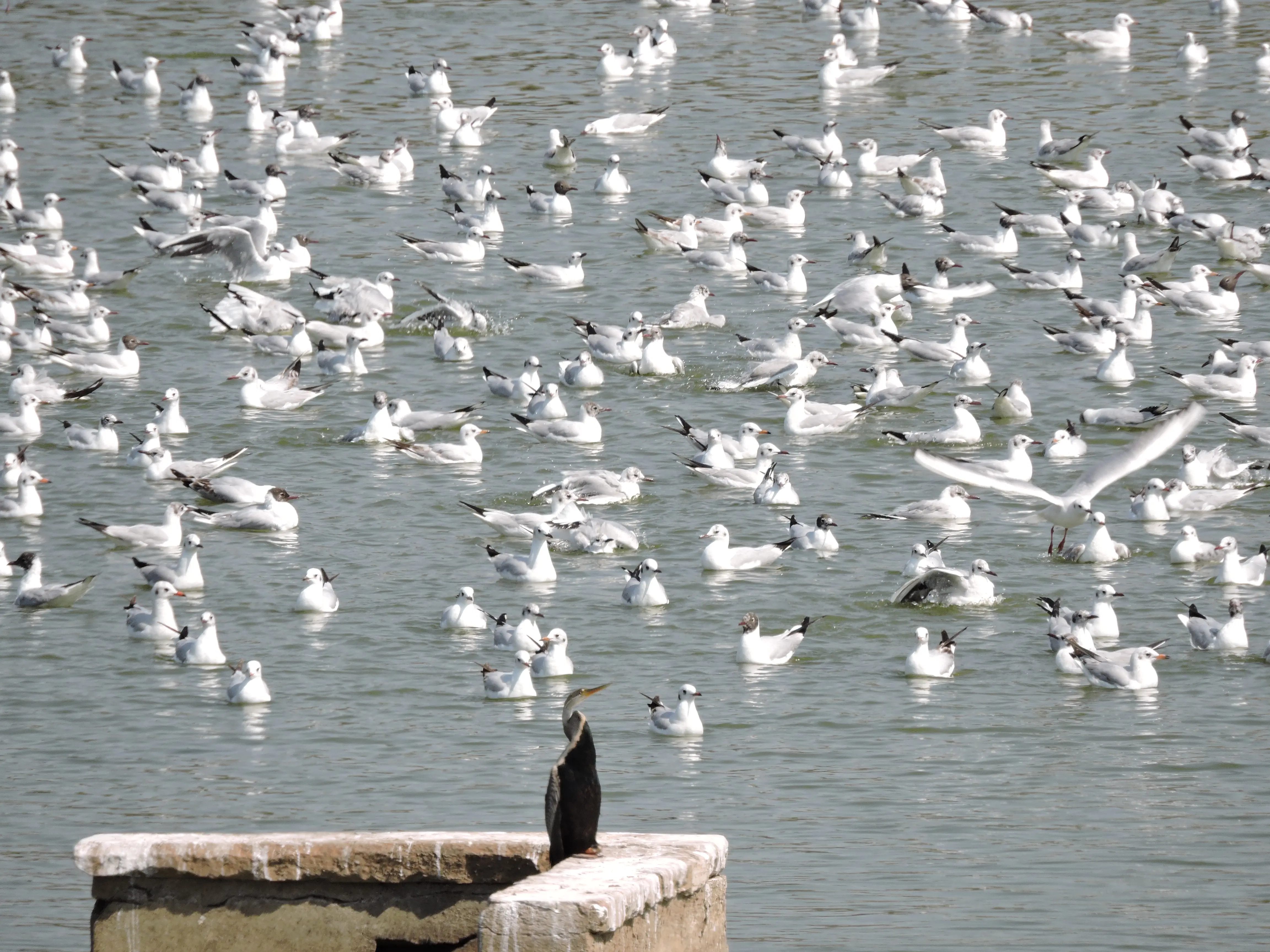 Kutch landscape gallery photo