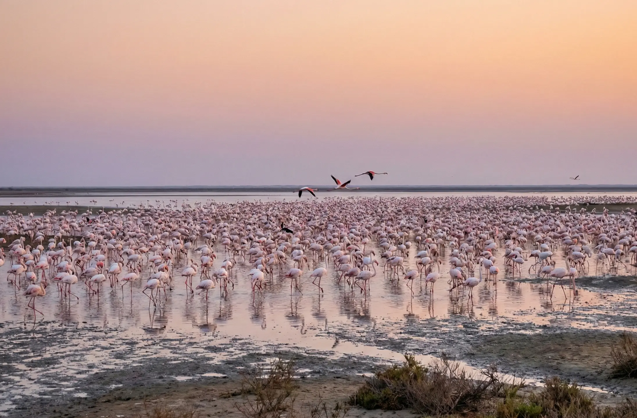 Flamingos at Chaari Dhand in Kutch Gujarat